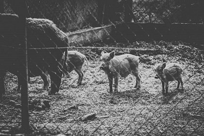 eingezunte Wildschweine (Foto: Creative Commons Lizenz)